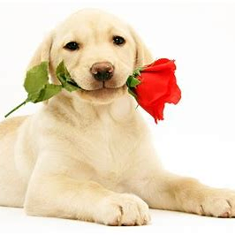 wdcfhsldwz (wdcfhsldwz.lens) Lens social identity (.lens handle) PFP