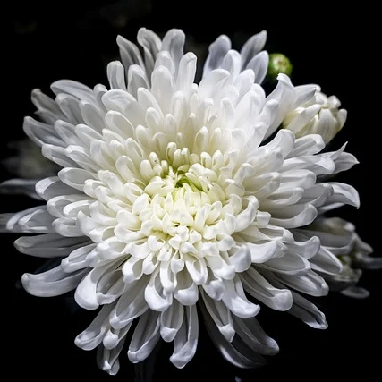 win12233.lens Lens social identity (.lens handle) PFP