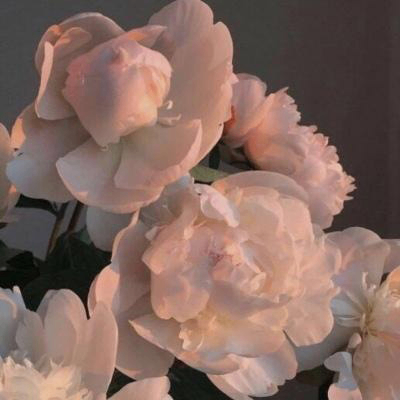 さくら (bonsaiow.lens) Lens social identity (.lens handle) PFP