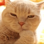 Bristleback (bristleback.lens) Lens social identity (.lens handle) PFP