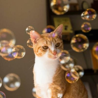 Love animation (lllppo.lens) Lens social identity (.lens handle) PFP