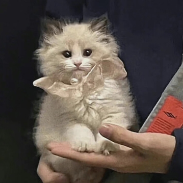 Oscar Sherwood (lllltt.lens) Lens social identity (.lens handle) PFP