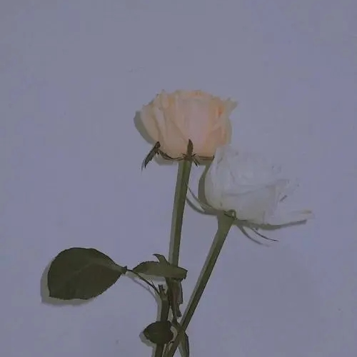 Susanna Camp (xxxxxq.lens) Lens social identity (.lens handle) PFP