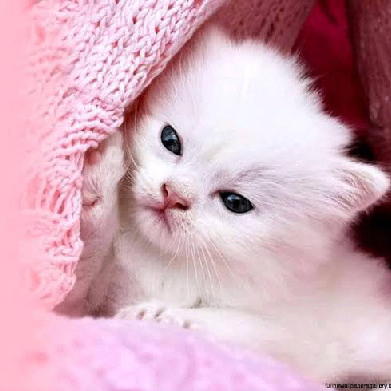 Akash (mrakash.lens) Lens social identity (.lens handle) PFP