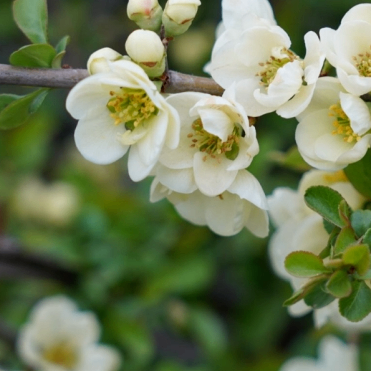 Francis Service (kkzzzz.lens) Lens social identity (.lens handle) PFP