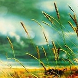 thanel (thanel.lens) Lens social identity (.lens handle) PFP