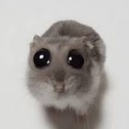 Md Omar Faruk Ikram (ikram658.lens) Lens social identity (.lens handle) PFP