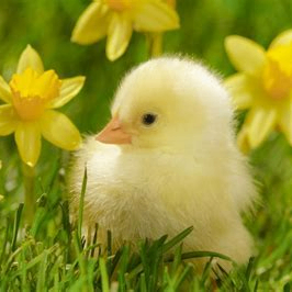 edwige23 (edwige23.lens) Lens social identity (.lens handle) PFP