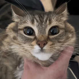 Milana (milanaogneva.lens) Lens social identity (.lens handle) PFP