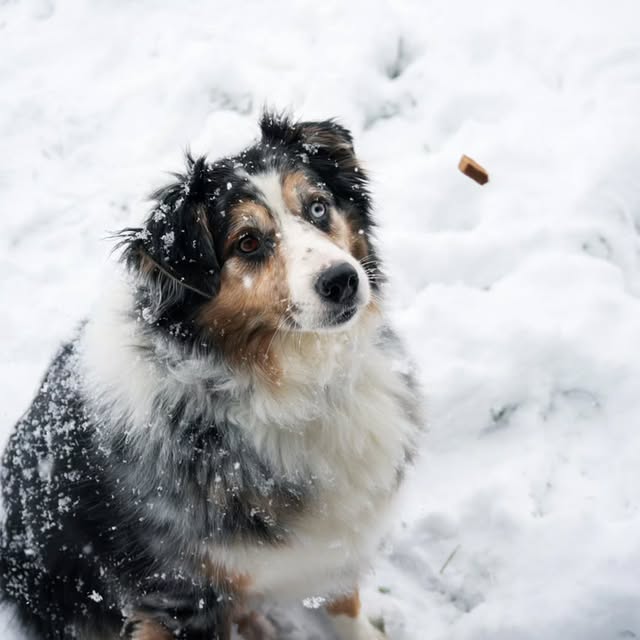 Cage King (forbesid.lens) Lens social identity (.lens handle) PFP