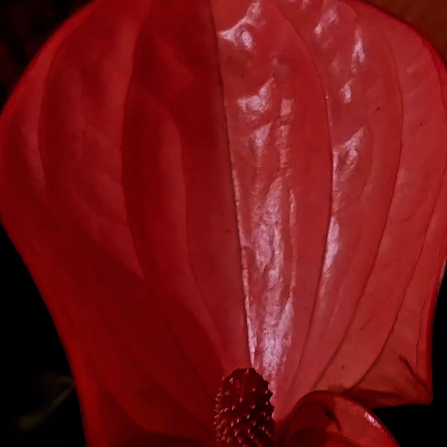 SkyWatch Enthusiast 🌩️ (tinypic.lens) Lens social identity (.lens handle) PFP