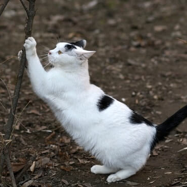 Meow (whitecatblacktail.lens) Lens social identity (.lens handle) PFP