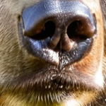 Frosyak (traktorist.lens) Lens social identity (.lens handle) PFP