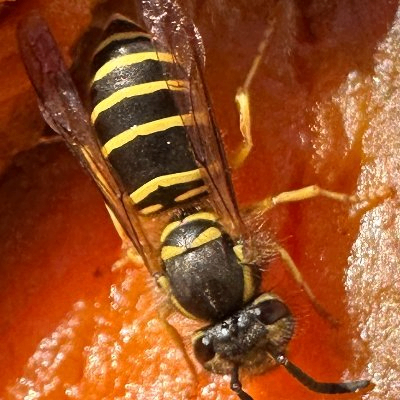 fikma (fikma.lens) Lens social identity (.lens handle) PFP