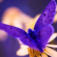 Mike Flower (jares.lens) Lens social identity (.lens handle) PFP