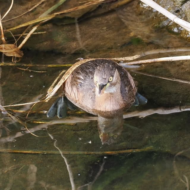 Numerical Sage (tipeez.lens) Lens social identity (.lens handle) PFP