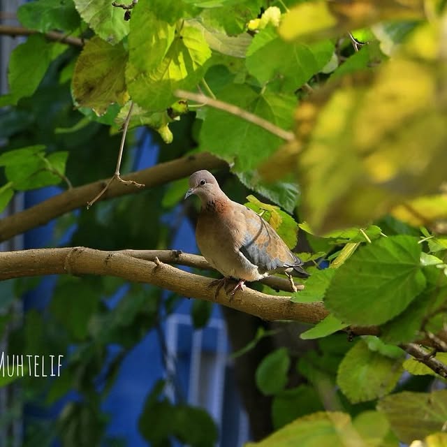 Gears Galore (marriland.lens) Lens social identity (.lens handle) PFP