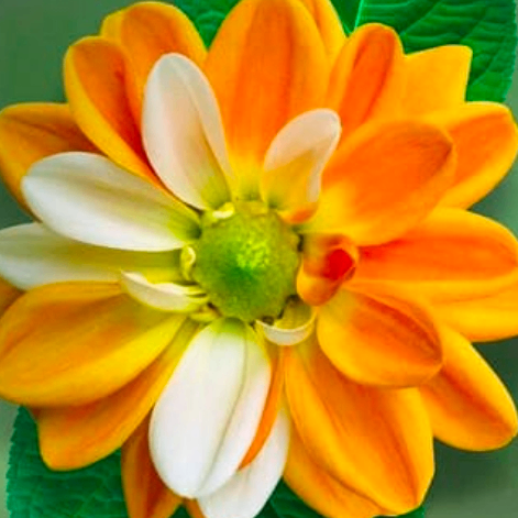 Venkat Mokalla (665566.lens) Lens social identity (.lens handle) PFP