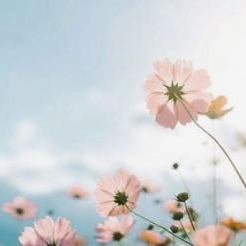 Les Donne (zkfff.lens) Lens social identity (.lens handle) PFP