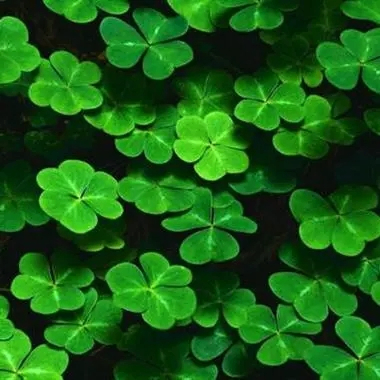 Vic Tuttle (fffdd.lens) Lens social identity (.lens handle) PFP