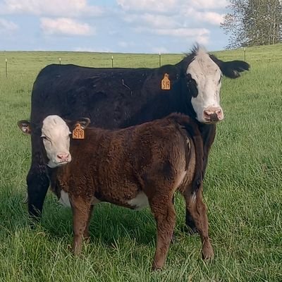 ParkerLazenby3 (parkerlazenby3.lens) Lens social identity (.lens handle) PFP