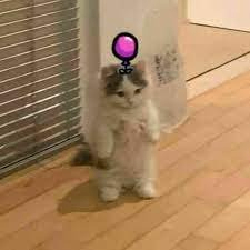 burakmistikli (burakmistikli.lens) Lens social identity (.lens handle) PFP