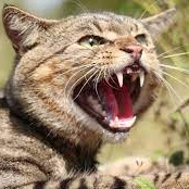 lins (linslens.lens) Lens social identity (.lens handle) PFP