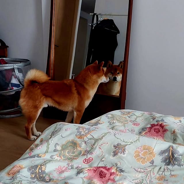 Avery Insight (hsforms.lens) Lens social identity (.lens handle) PFP