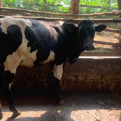 UrinzweMike1 (urinzwemike1.lens) Lens social identity (.lens handle) PFP