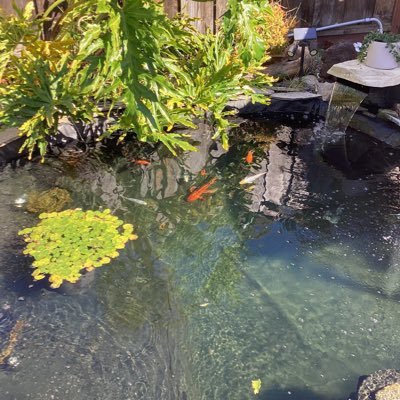 Patriot65911956 (patriot65911956.lens) Lens social identity (.lens handle) PFP