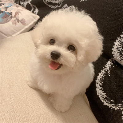 Ferdinand Johnny (iiiiif.lens) Lens social identity (.lens handle) PFP