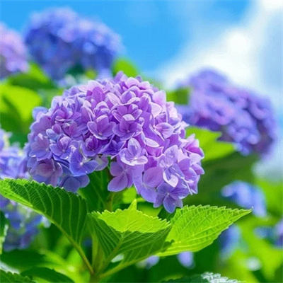 8u (ayuki.lens) Lens social identity (.lens handle) PFP