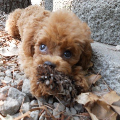 DeeDeeWeeks (deedeeweeks.lens) Lens social identity (.lens handle) PFP