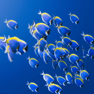 sdhy66 (hduy88.lens) Lens social identity (.lens handle) PFP