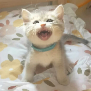 shelters (shelters.lens) Lens social identity (.lens handle) PFP