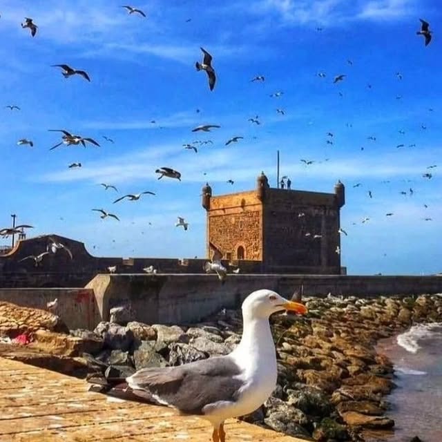 Eldrid Moonshadow (ameba.lens) Lens social identity (.lens handle) PFP