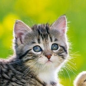 sueno45136062 (sueno45136062.lens) Lens social identity (.lens handle) PFP