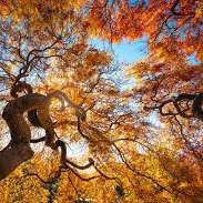 luck26 (lucky26.lens) Lens social identity (.lens handle) PFP