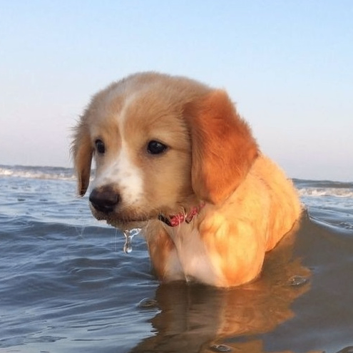 Altay (ziugaig.lens) Lens social identity (.lens handle) PFP