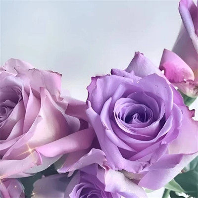 stevn (noham.lens) Lens social identity (.lens handle) PFP