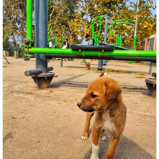 Ridge Walker (lockhosts.lens) Lens social identity (.lens handle) PFP