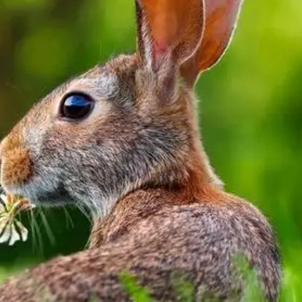 Ethel Harrington (jjjjd.lens) Lens social identity (.lens handle) PFP