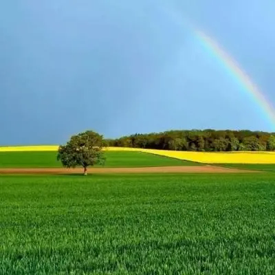 Sherry Brewster (vvvcc.lens) Lens social identity (.lens handle) PFP