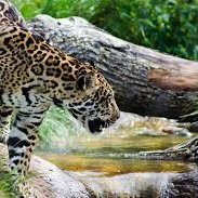 MasalladeUno (75023.lens) Lens social identity (.lens handle) PFP