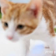 danalori (danalori.lens) Lens social identity (.lens handle) PFP