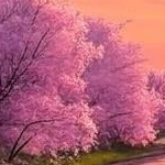 bok88 (bok88.lens) Lens social identity (.lens handle) PFP