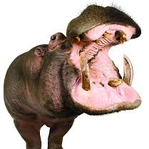 creative.lens (comeonman.lens) Lens social identity (.lens handle) PFP