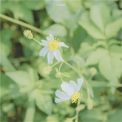 posted (posted.lens) Lens social identity (.lens handle) PFP