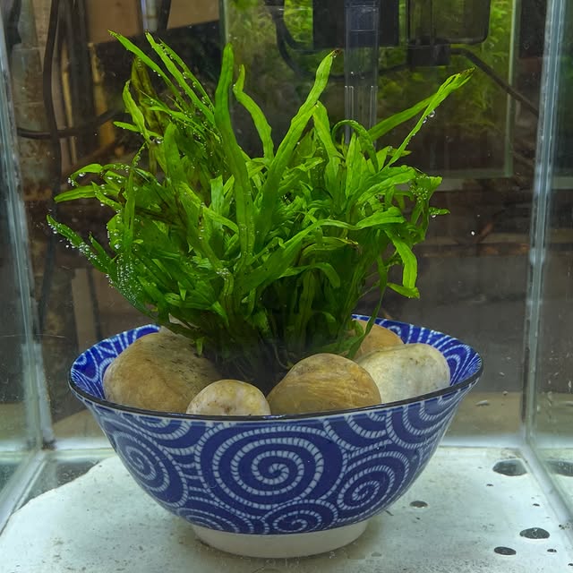 Atlas Whisperer (adwhirl.lens) Lens social identity (.lens handle) PFP