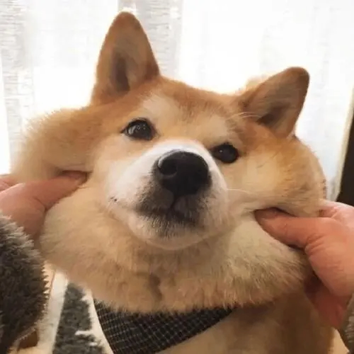 Arrebol (mongilens.lens) Lens social identity (.lens handle) PFP